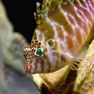 Indonesia, Ambon. Close-up of hawkfish among corals