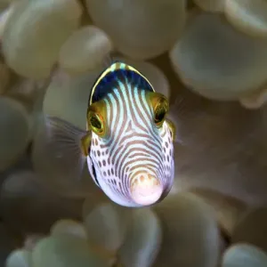 Indonesia, Ambon. Front close-up of pufferfish