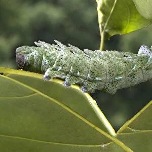 Indonesia, Bali. Atlas moth caterpillar eating leaf