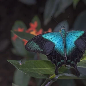 Indonesia, Bali. Blue swallowtail butterfly on leaf