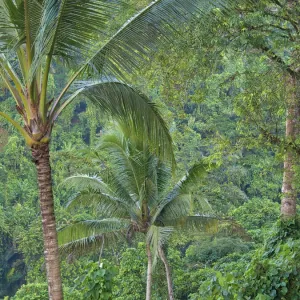 Indonesia, Bali, Ubud. Bali rainforest