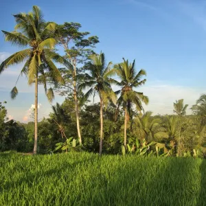 Indonesia, Bali, Ubud. Rice fields and palm trees