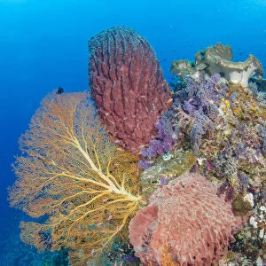 Indonesia, Forgotten Islands. Coral reef scenic
