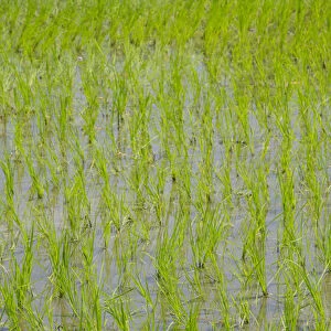 Indonesia, Island of Lombok. Typical Indonesian rice paddy, newly planted crop