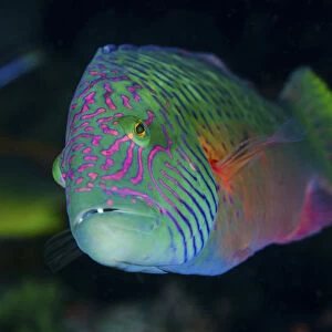 Indonesia, Komodo National Park. Close-up of colorful wrasse fish