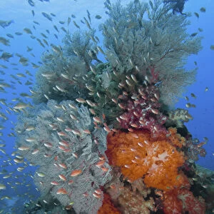 Indonesia, Komodo National Park, Fish Bowl. Underwater scenic of fish and coral. Credit as