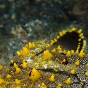 Indonesia, Lembeh Strait. Pipefish on sea star