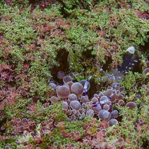 Indonesia, Lembeh Strait. Shrimp walking on anemone