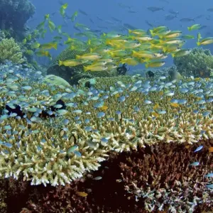 Indonesia, Papau, Raja Ampat, Misool. Damselfish and snappers school over reef corals