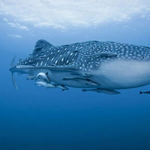 Indonesia, Papua, Cenderawasih Bay. Close-up of whale shark and remoras that cling to skin