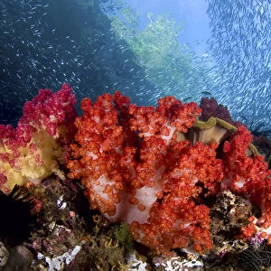 Indonesia, Papua, Fak Fak, Triton Bay. Schooling baitfish swim past coral. Credit as