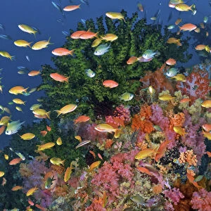 Indonesia, Papua, Fak Fak, Triton Bay. Colorful reef scenic
