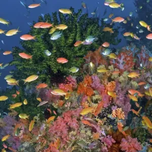 Indonesia, Papua, Fak Fak, Triton Bay. Colorful reef scenic