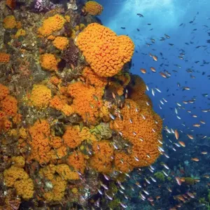 Triton Bay Print, Indonesia Triton Bay Print, Indonesia