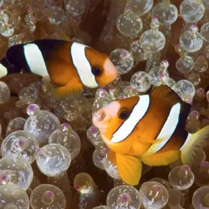 Indonesia, Papua, Raja Ampat. Two anemonefish swim among poisonous anemone for protection