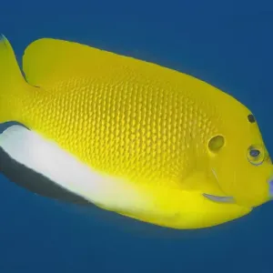 Indonesia, Papua, Raja Ampat. Close-up of angelfish
