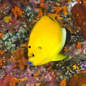 Indonesia, Papua, Raja Ampat. Close-up of angelfish