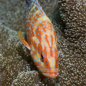 Indonesia, Papua, Raja Ampat. Close-up of colorful coral trout or grouper. Credit as