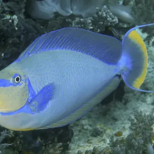 Indonesia, Papua, Raja Ampat. Close-up of colorful surgeonfish