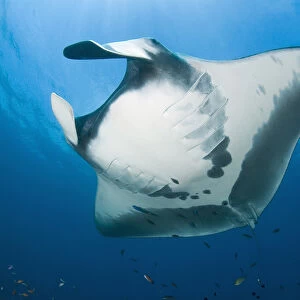Indonesia, Papua, Raja Ampat. Close-up of manta rays underside