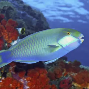 Indonesia, Papua, Raja Ampat. Close-up of parrotfish