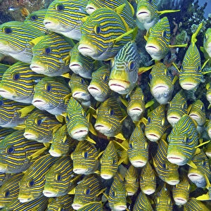 Indonesia, Papua, Raja Ampat. Close-up of schooling sweetlip fish