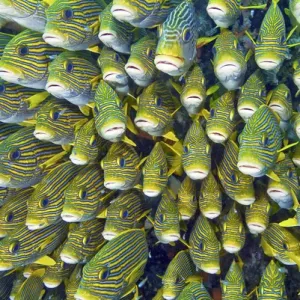 Indonesia, Papua, Raja Ampat. Close-up of schooling sweetlip fish