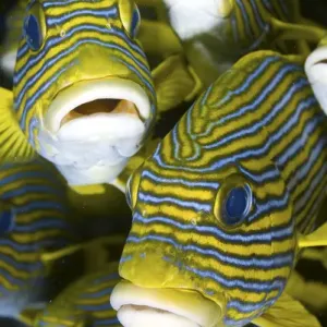 Indonesia, Papua, Raja Ampat. Close-up of schooling sweetlip fish