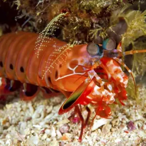 Indonesia, Papua, Raja Ampat. Close-up of shrimp on ocean floor Indonesia, Papua, Raja Ampat. Close-up of shrimp on ocean floor