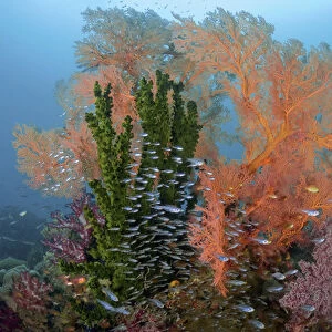 Indonesia, Papua, Raja Ampat. Colorful reef scenic