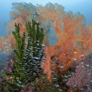 Indonesia, Papua, Raja Ampat. Colorful reef scenic