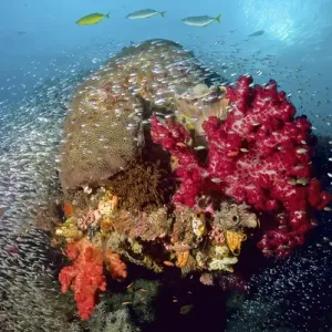 Indonesia, Papua, Raja Ampat. Colorful reef scenic