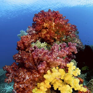 Indonesia, Papua, Raja Ampat. Colorful soft corals on reef