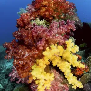Indonesia, Papua, Raja Ampat. Colorful soft corals on reef