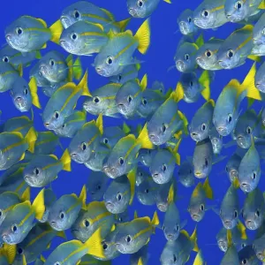 Schooling Snapper Fish Print, Raja Ampat, Indonesia Schooling Snapper Fish Print, Raja Ampat, Indonesia