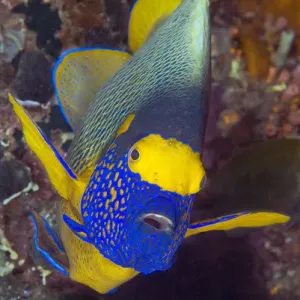 Indonesia, Papua, Raja Ampat. Frontal view of angelfish
