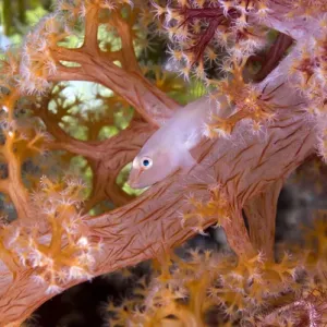 Indonesia, Papua, Raja Ampat. Goby fish have symbiosis with soft corals. Credit as