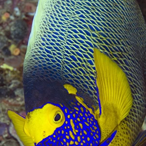 Indonesia, Papua, Raja Ampat. Detail of head of angelfish