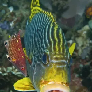 Indonesia, Papua, Raja Ampat. A lined sweetlip fish is being cleaned by a red- fin wrasse