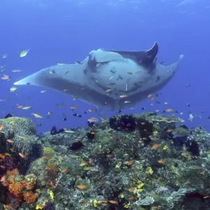 Indonesia, Papua, Raja Ampat. Manta ray glides over reef