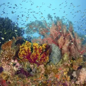 Indonesia, Papua, Raja Ampat, Misool. Scenic of diverse reef life