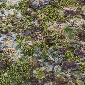 Indonesia, Papua, Raja Ampat. This photo was taken at very low tide. The corals