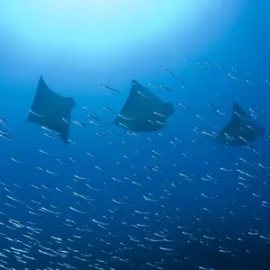 Indonesia, Papua, Raja Ampat. Five rays swim past baitfish