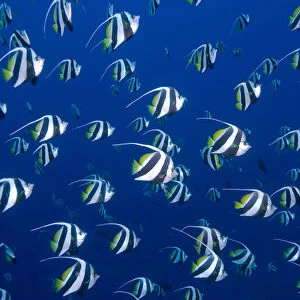 Indonesia, Papua, Raja Ampat. Schooling bannerfish