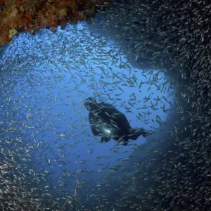 Indonesia, Papua, Raja Ampat. Schooling baitfish and diver at cave entrance. Credit as