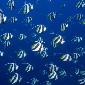 Indonesia, Papua, Raja Ampat. Schooling bannerfish