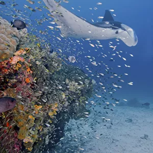 Indonesia, Papua, Raja Ampat. Underwater scenic of manta ray, fish and coral. Credit as