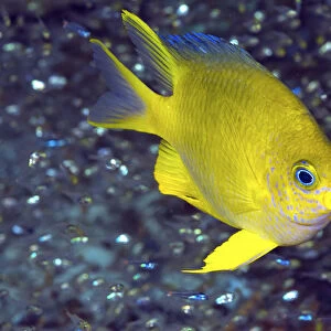 Indonesia, Papua, Raja Ampat. Yellow damselfish surrounded by a jewel-like species of baitfish