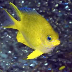 Indonesia, Papua, Raja Ampat. Yellow damselfish surrounded by a jewel-like species of baitfish
