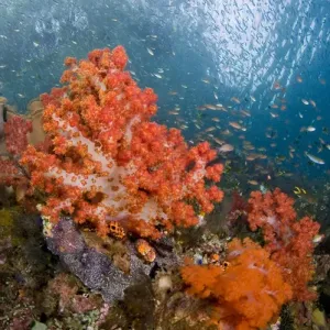 Triton Bay Print: Schooling Fish Amidst Colorful Corals Triton Bay Print: Schooling Fish Amidst Colorful Corals